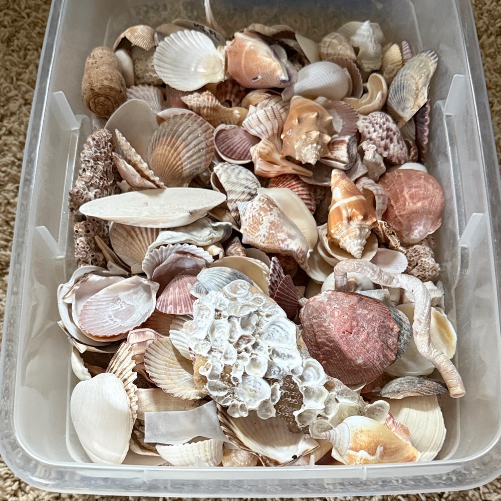Bundle Natural Seashell Assortment 🐚🦪